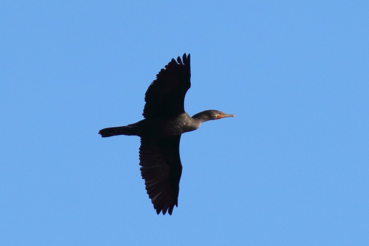 Double-crested Cormorant - ML644364563