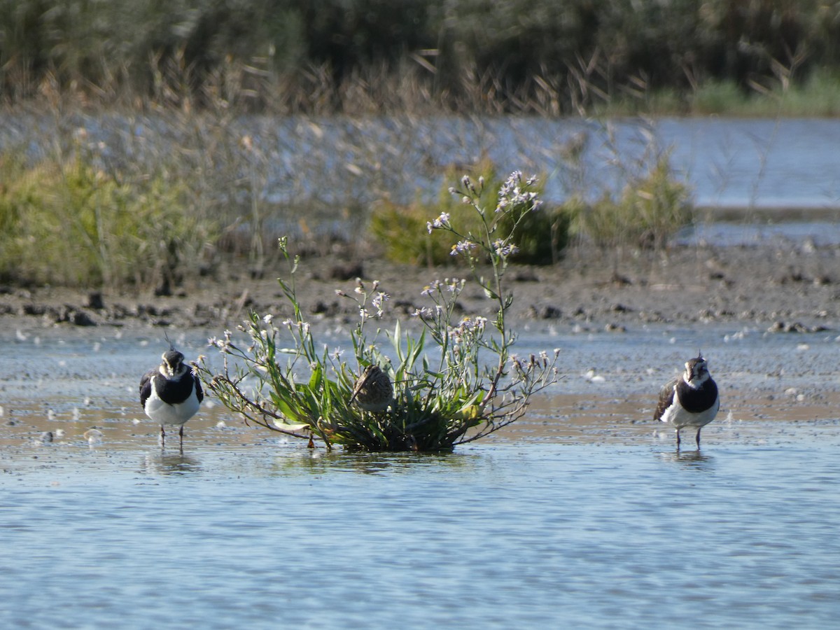 Bécassine des marais - ML644364565