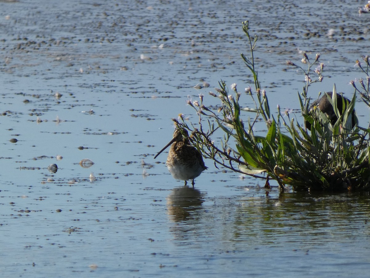 Bécassine des marais - ML644364566