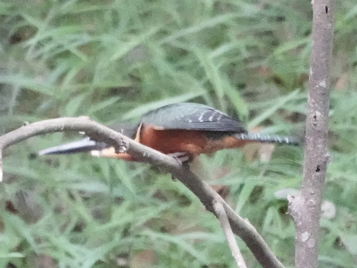 Зелёно-рыжий зимородок - ML644364568