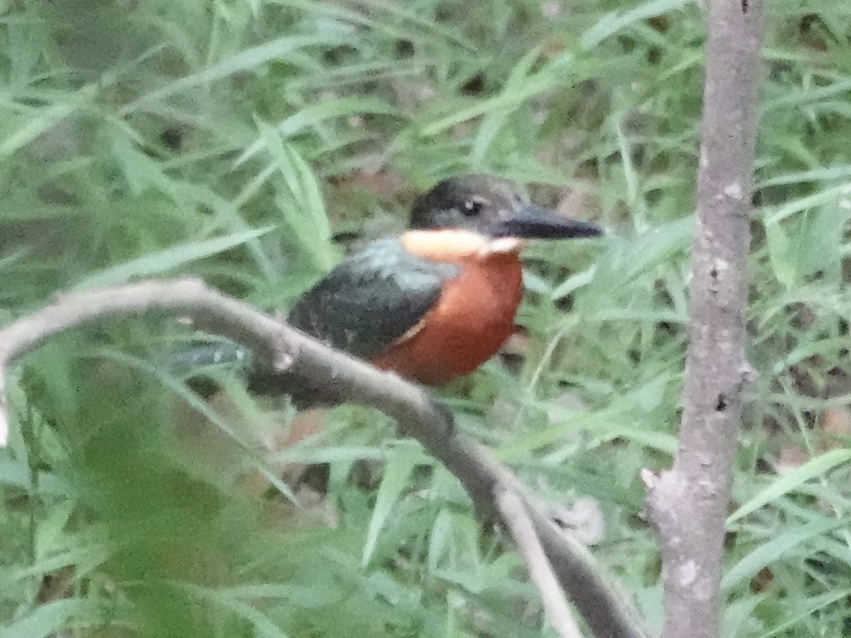 Зелёно-рыжий зимородок - ML644364569