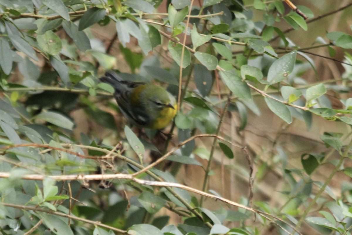 Northern Parula - ML644364583