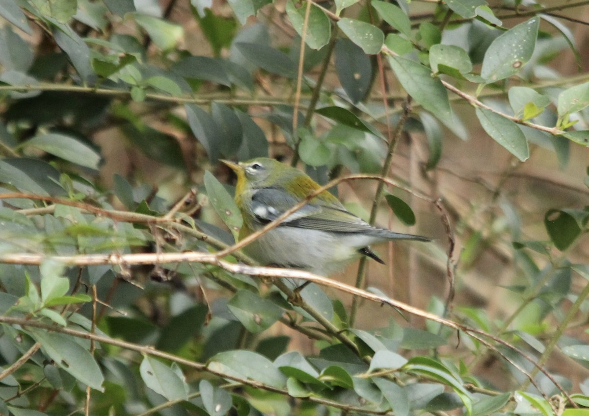 Northern Parula - ML644364584