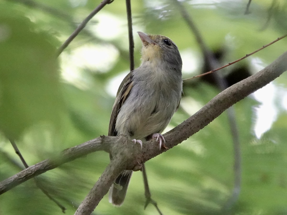 Wing-barred Piprites - ML644364591