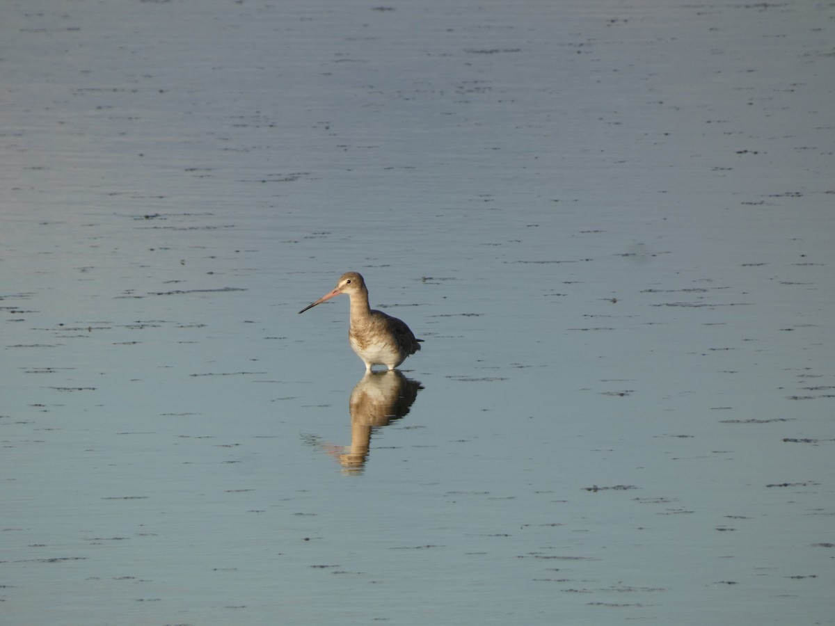 Barge à queue noire - ML644364592