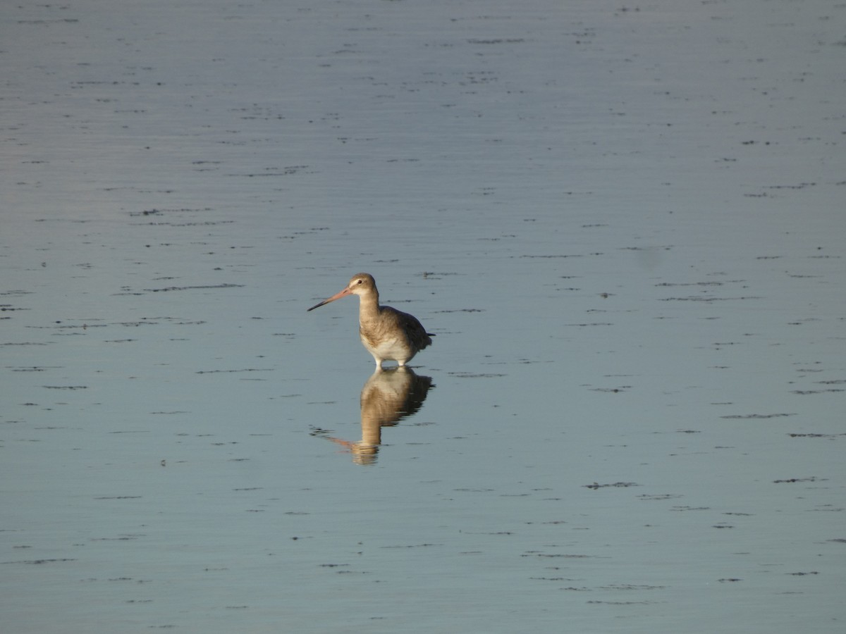 Barge à queue noire - ML644364593