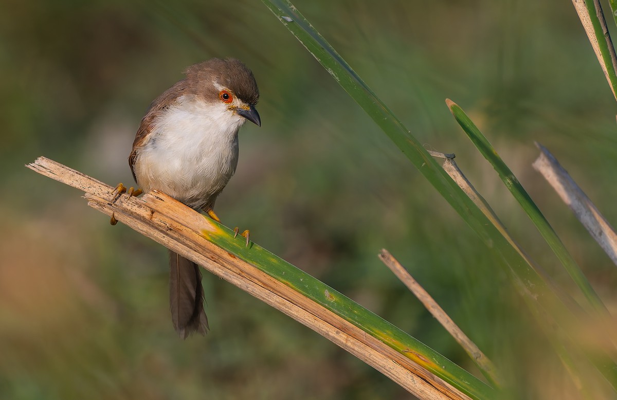 Yellow-eyed Babbler - ML644364603