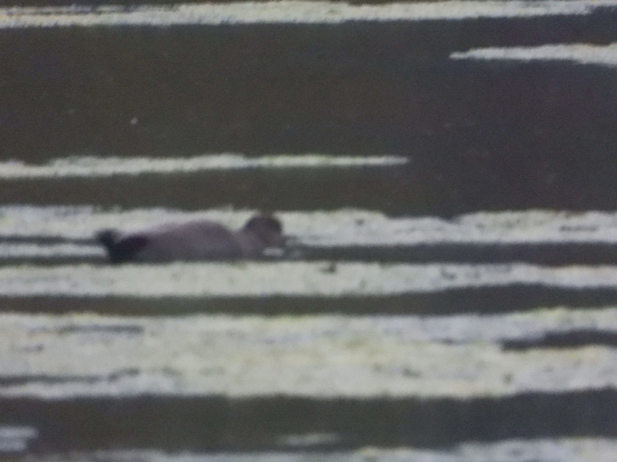 Ánade Friso - ML644364611