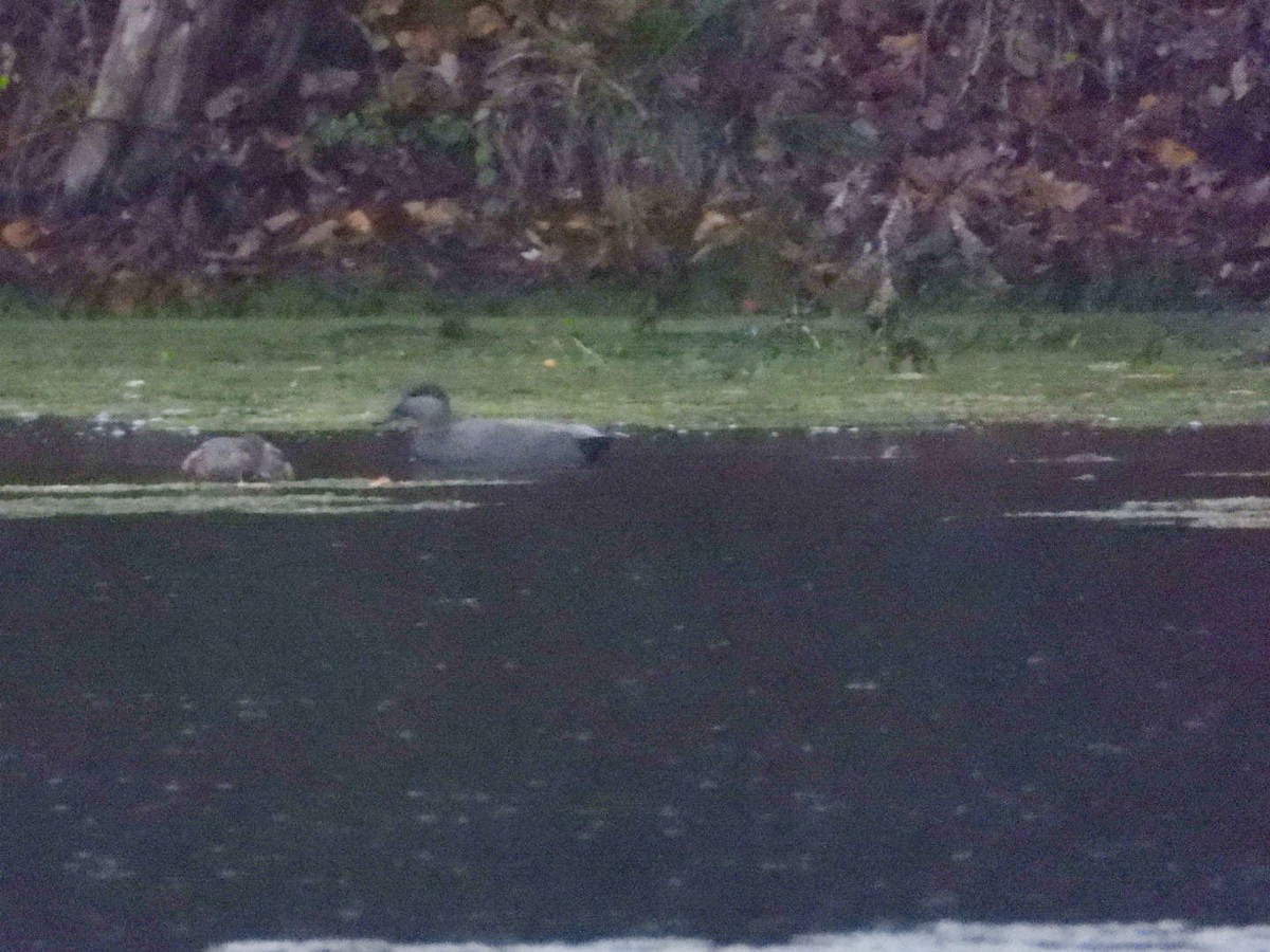 Ánade Friso - ML644364612