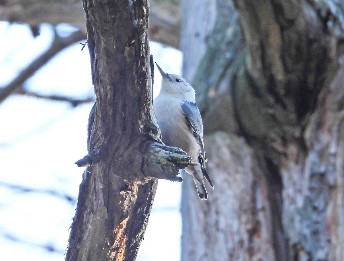 White-breasted Nuthatch - ML644364613