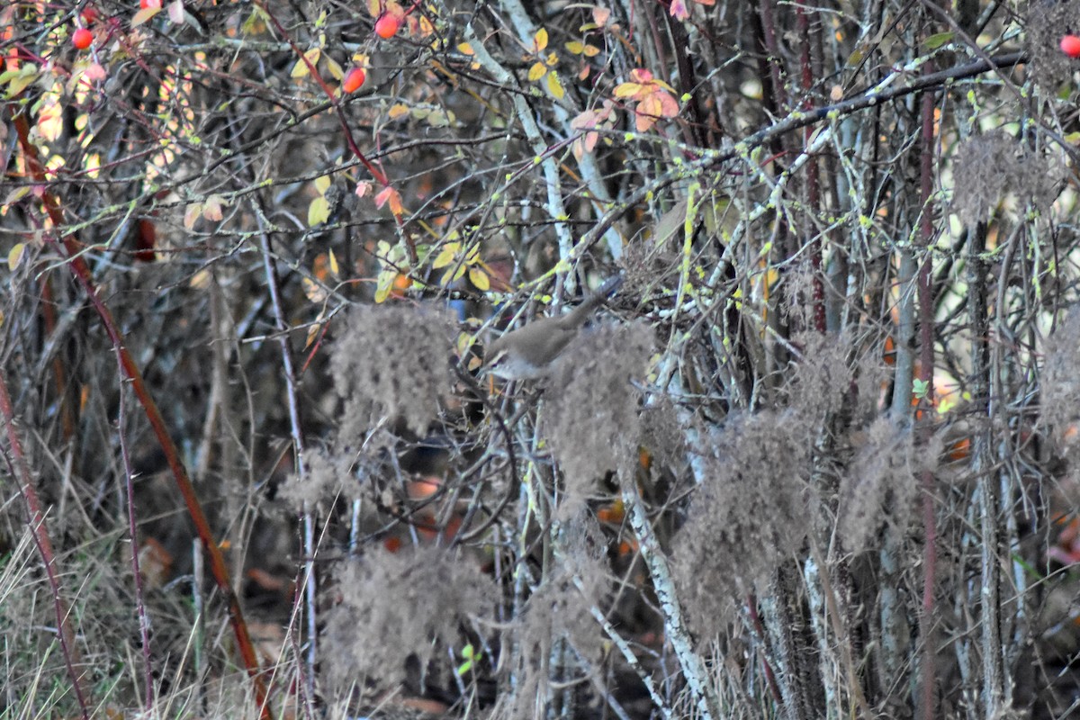 Bewick's Wren - ML644364631