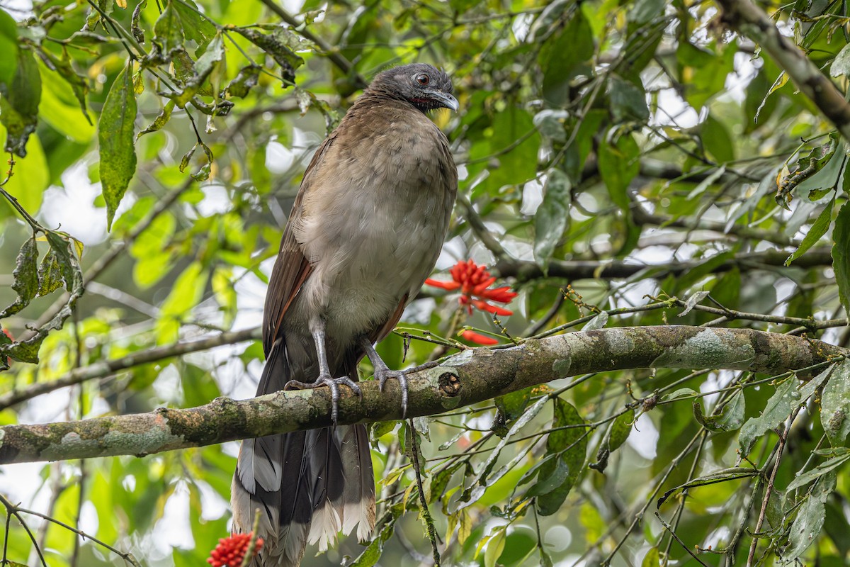 gråhodehokko - ML644364635