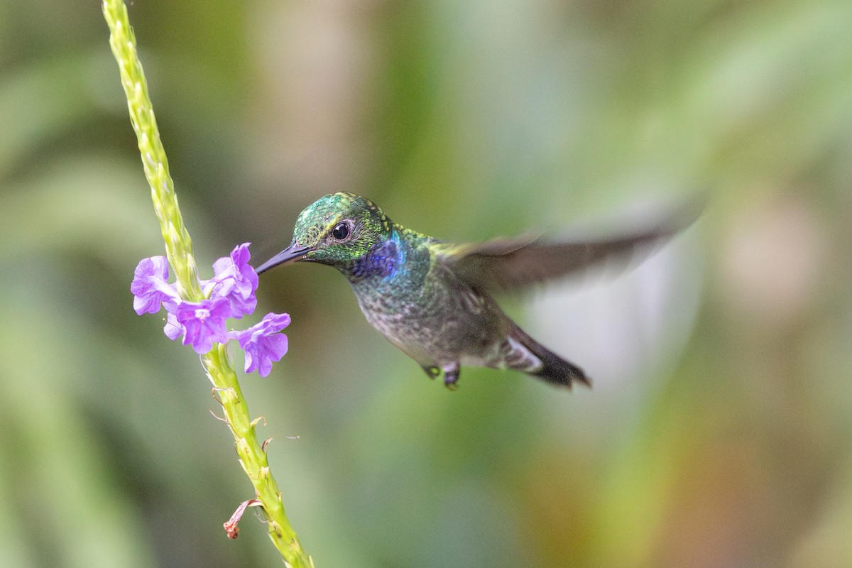 エメラルドハチドリ - ML644364638