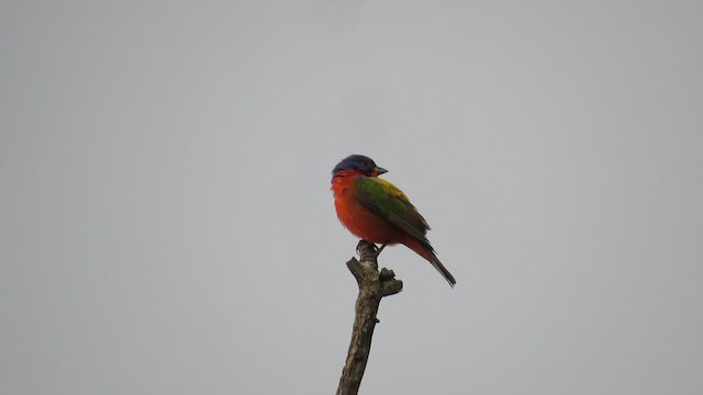 Painted Bunting - ML644364647