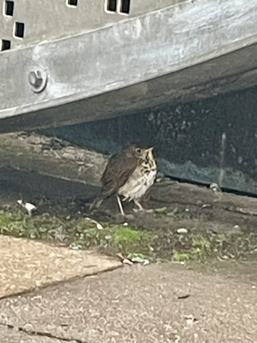 Grive à joues grises - ML644364659