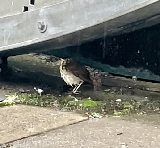 Grive à joues grises - ML644364660