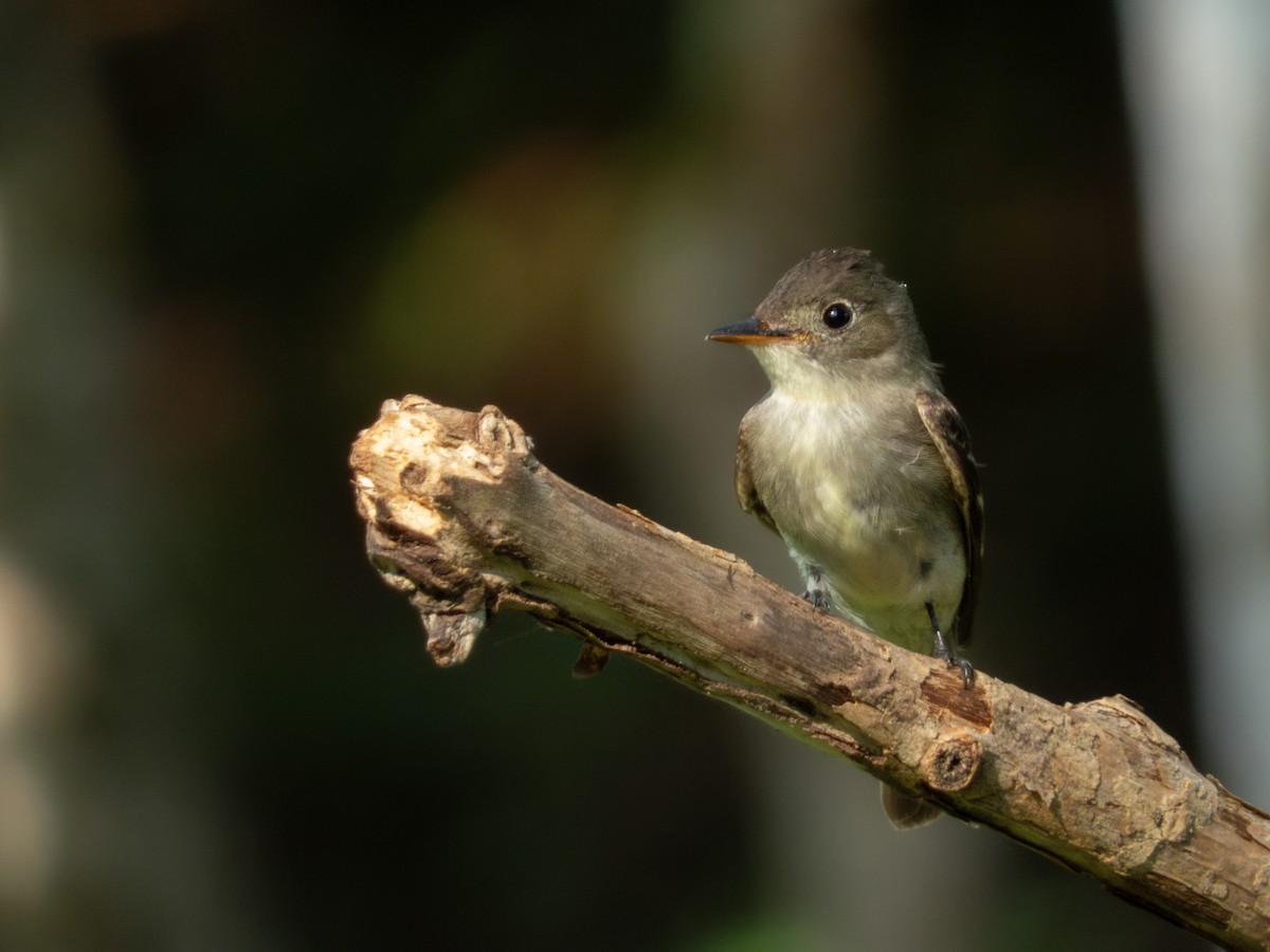 Eastern Wood-Pewee - ML644364705