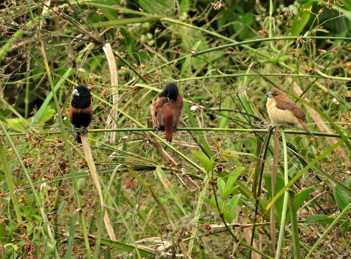 Chestnut Munia - ML644364710