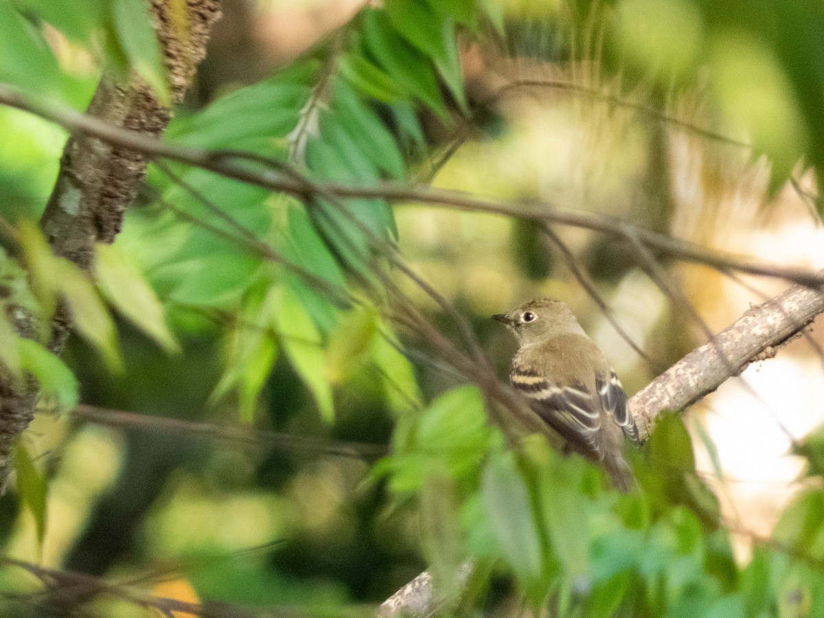 Least Flycatcher - ML644364711