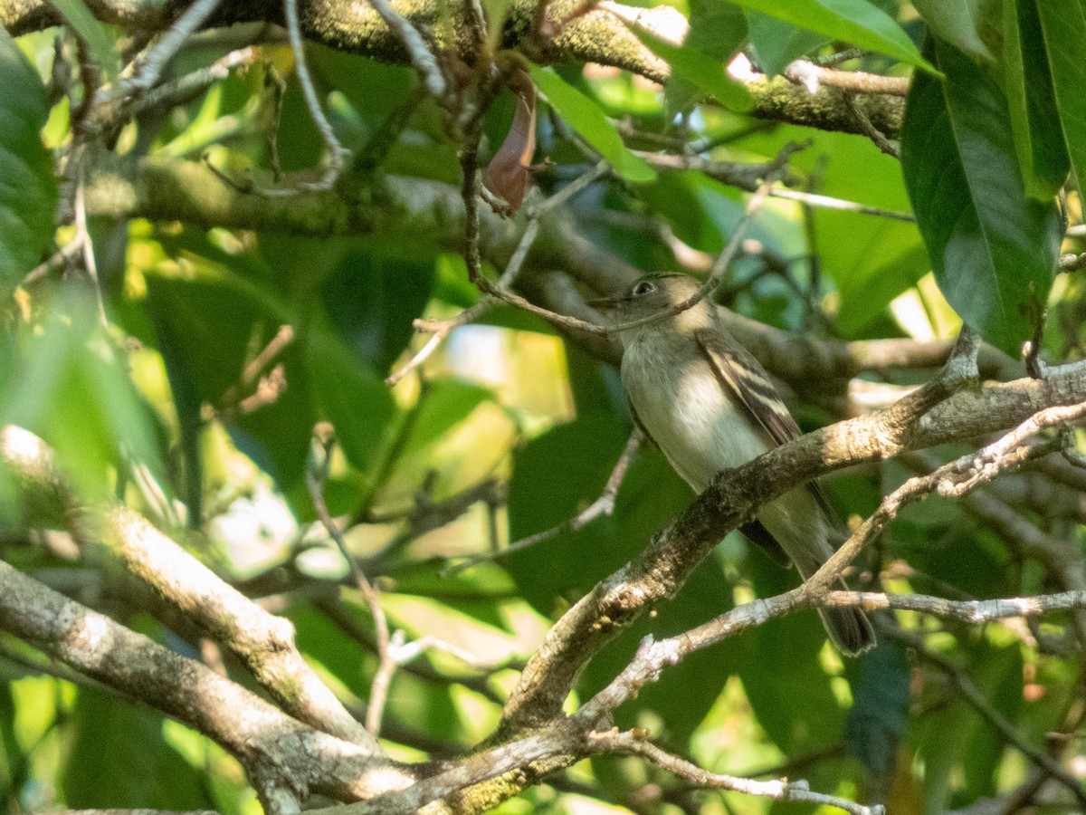 Least Flycatcher - ML644364712
