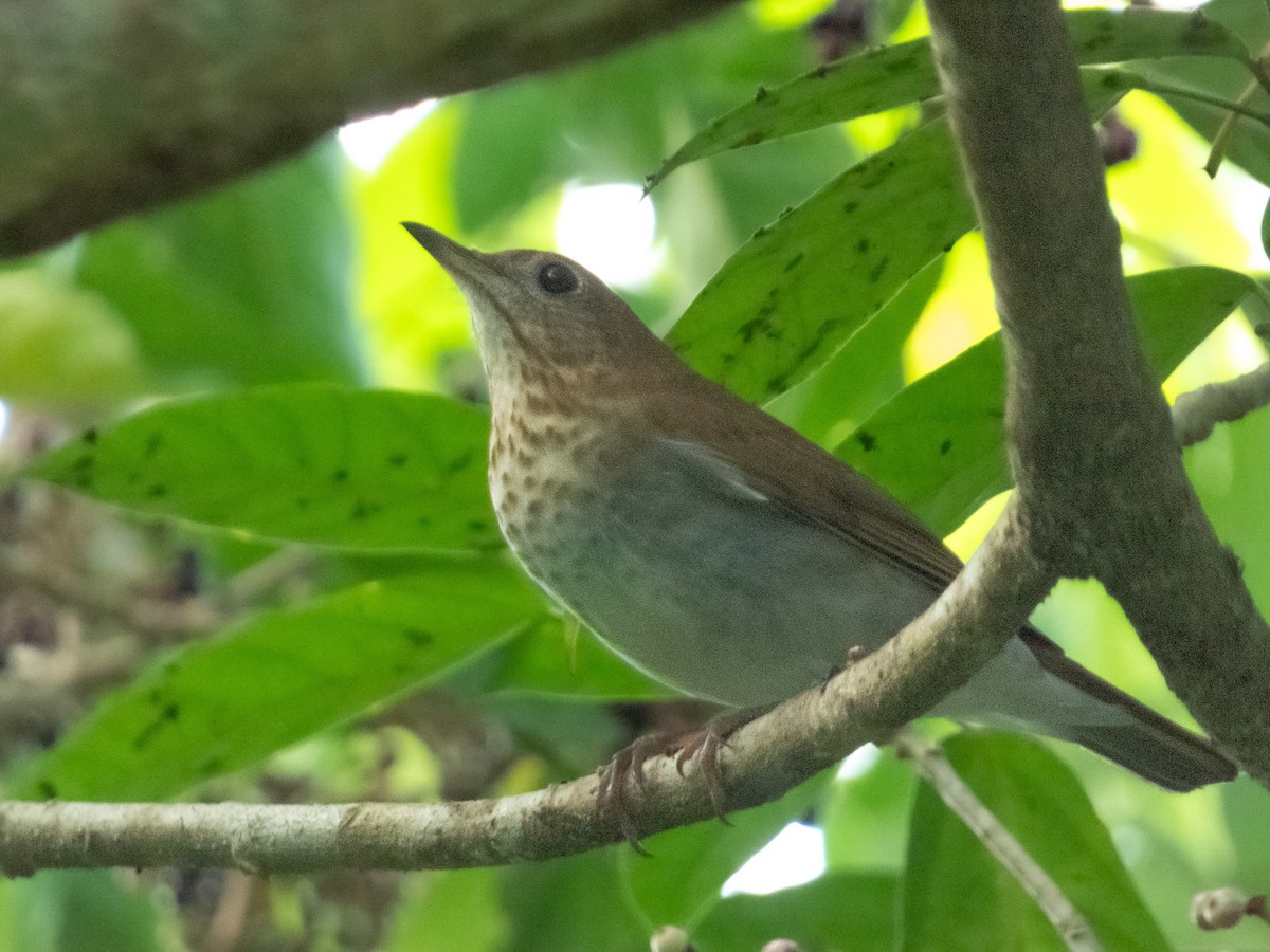 Veery - ML644364741