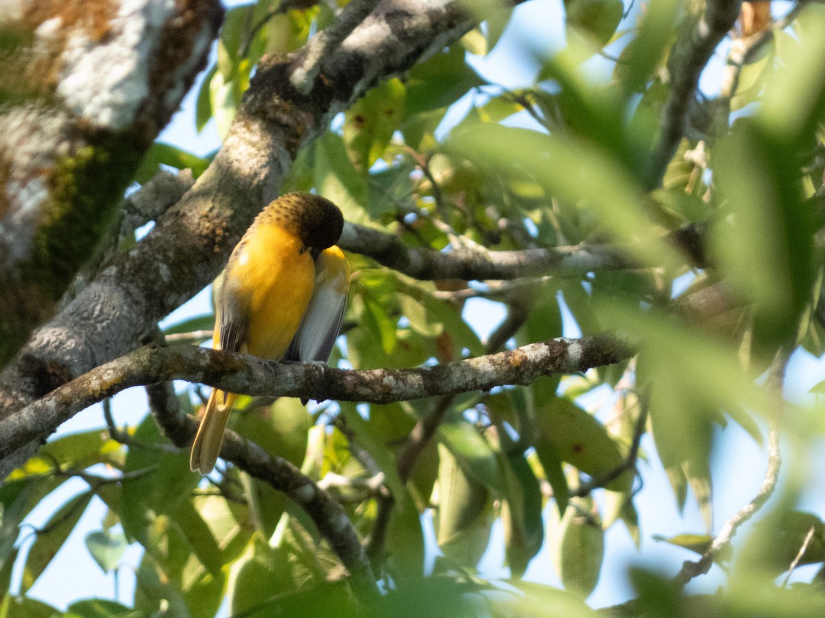 Baltimore Oriole - ML644364746