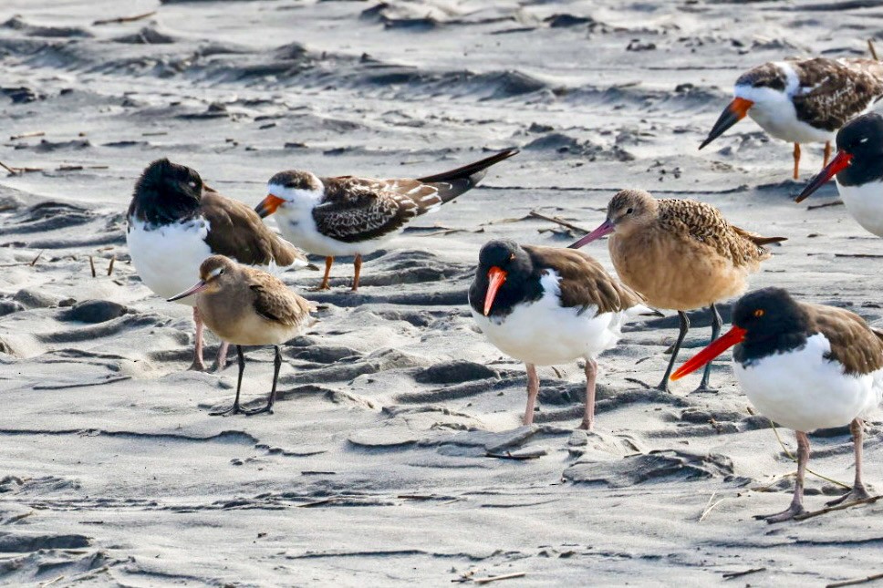 Hudsonian Godwit - ML644364752