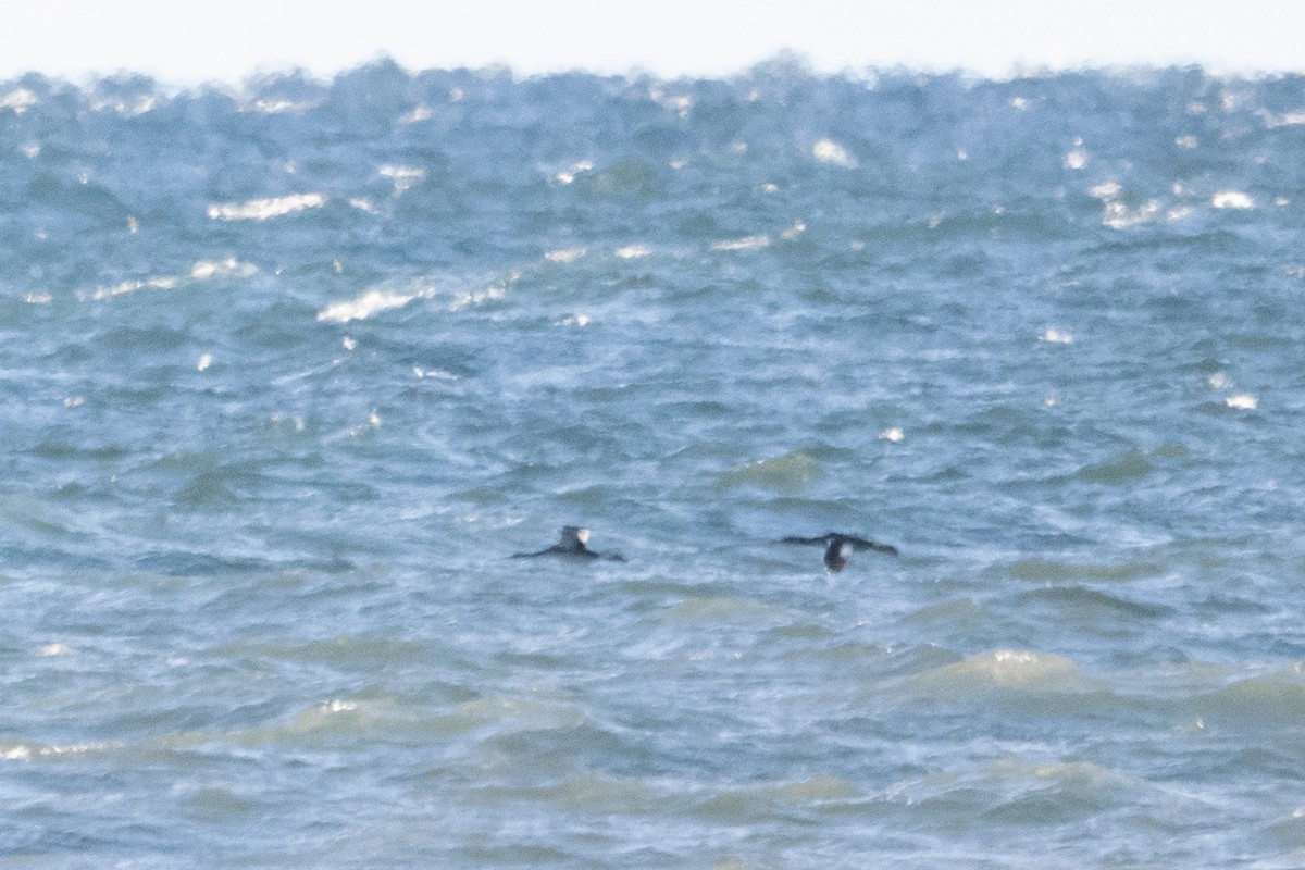 Red-necked Grebe - ML644364758