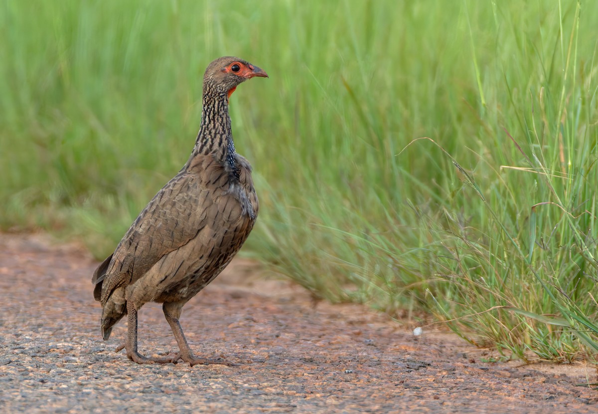 Dere Turacı - ML644364779