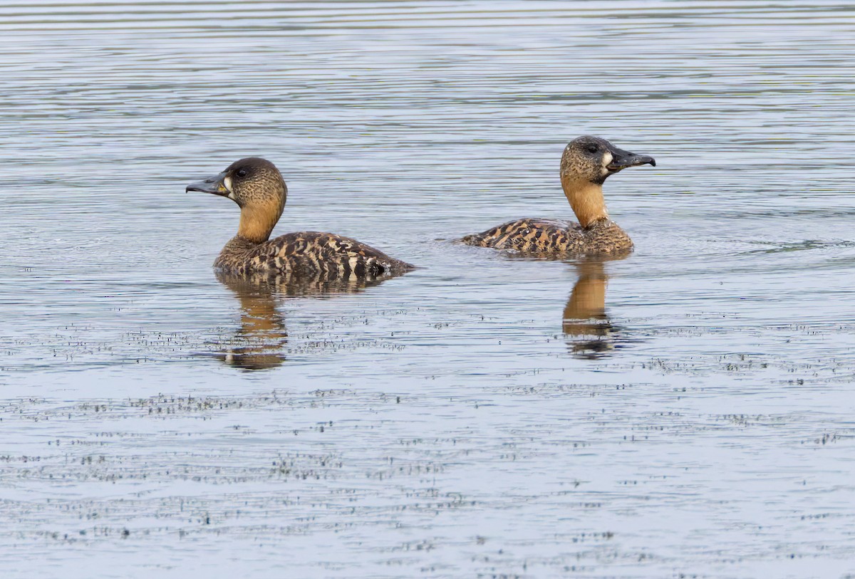 Pato Dorsiblanco - ML644364785