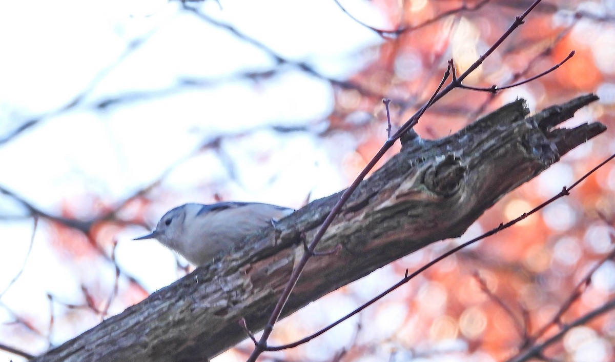 White-breasted Nuthatch - ML644364792