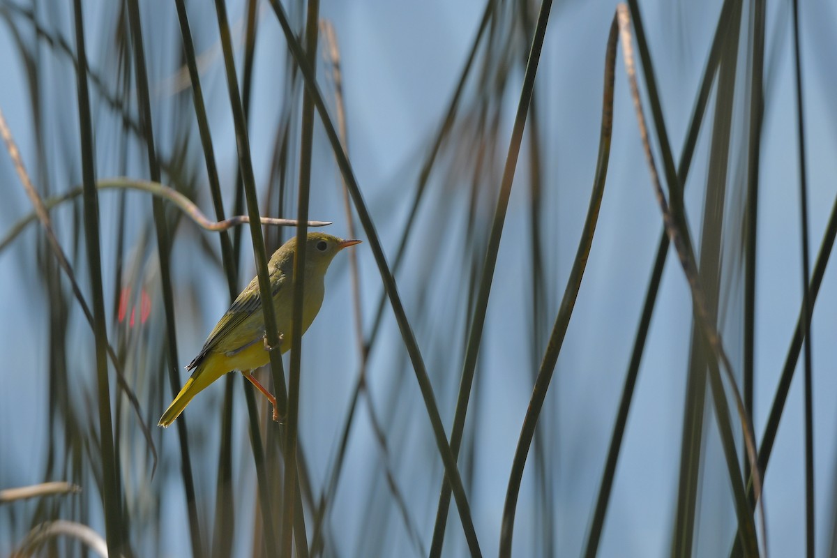 Northern Yellow Warbler - ML644364799