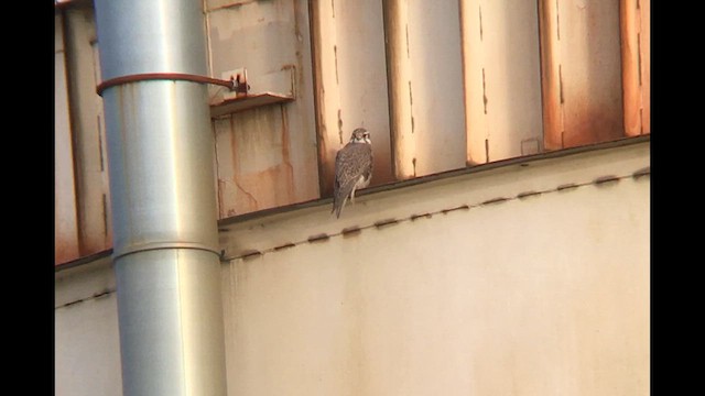 Prairie Falcon - ML644364801