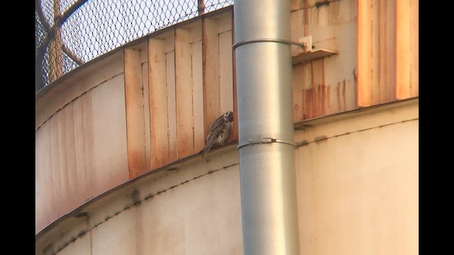 Prairie Falcon - ML644364806