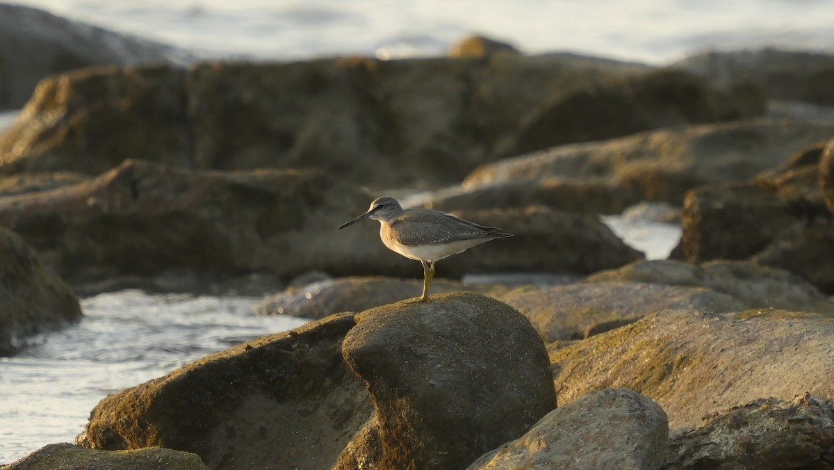 Gray-tailed Tattler - ML644364810