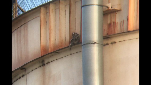 Prairie Falcon - ML644364813