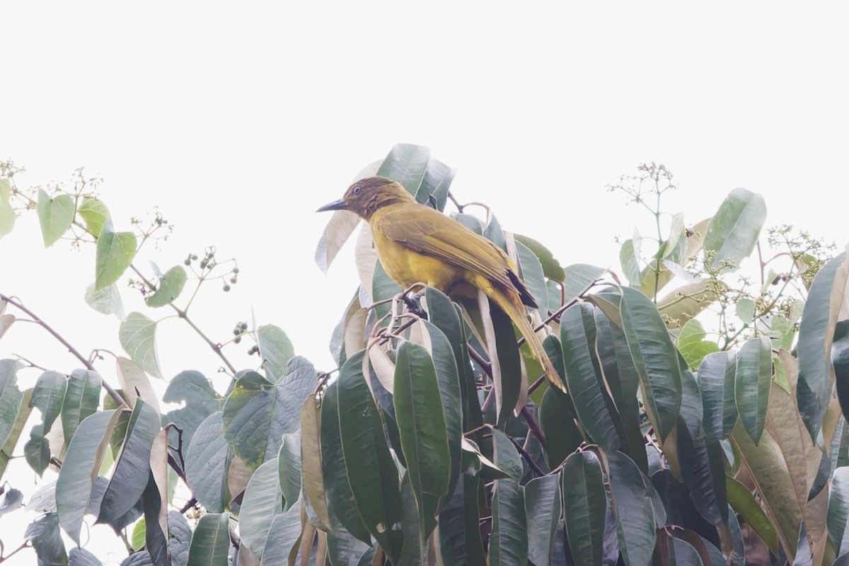 Togian Golden-Bulbul - ML644364817