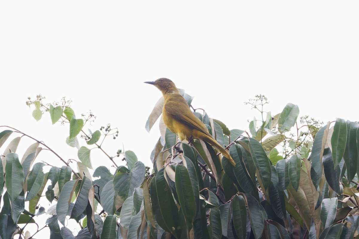 Togian Golden-Bulbul - ML644364818