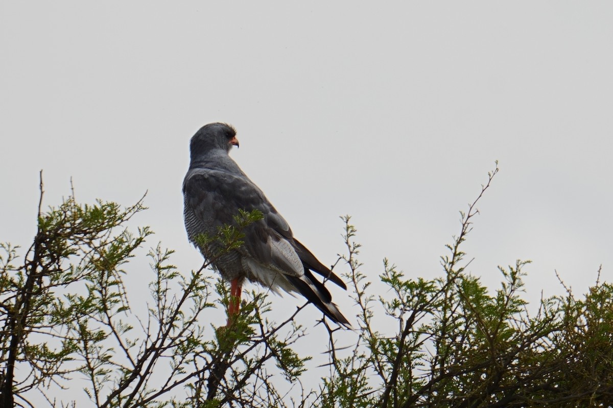 コシジロウタオオタカ - ML644364822