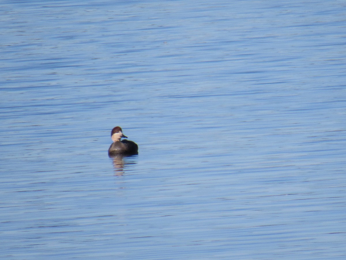 Ánade Friso - ML644364863