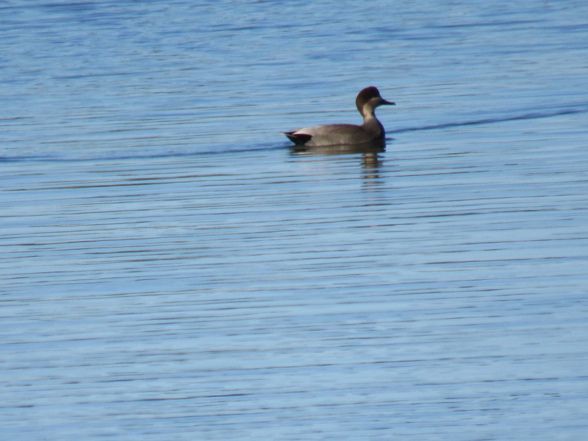 Ánade Friso - ML644364864