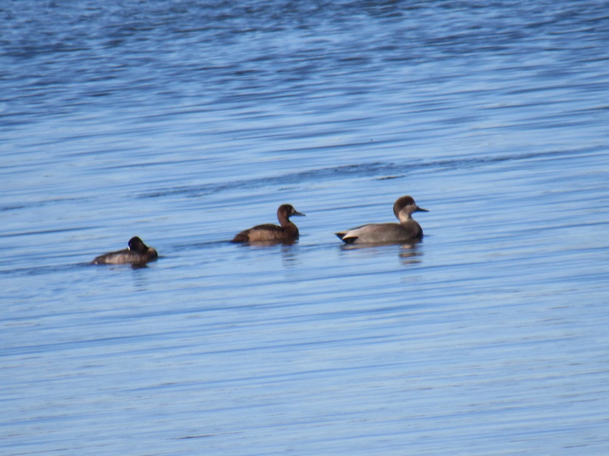 Ánade Friso - ML644364865