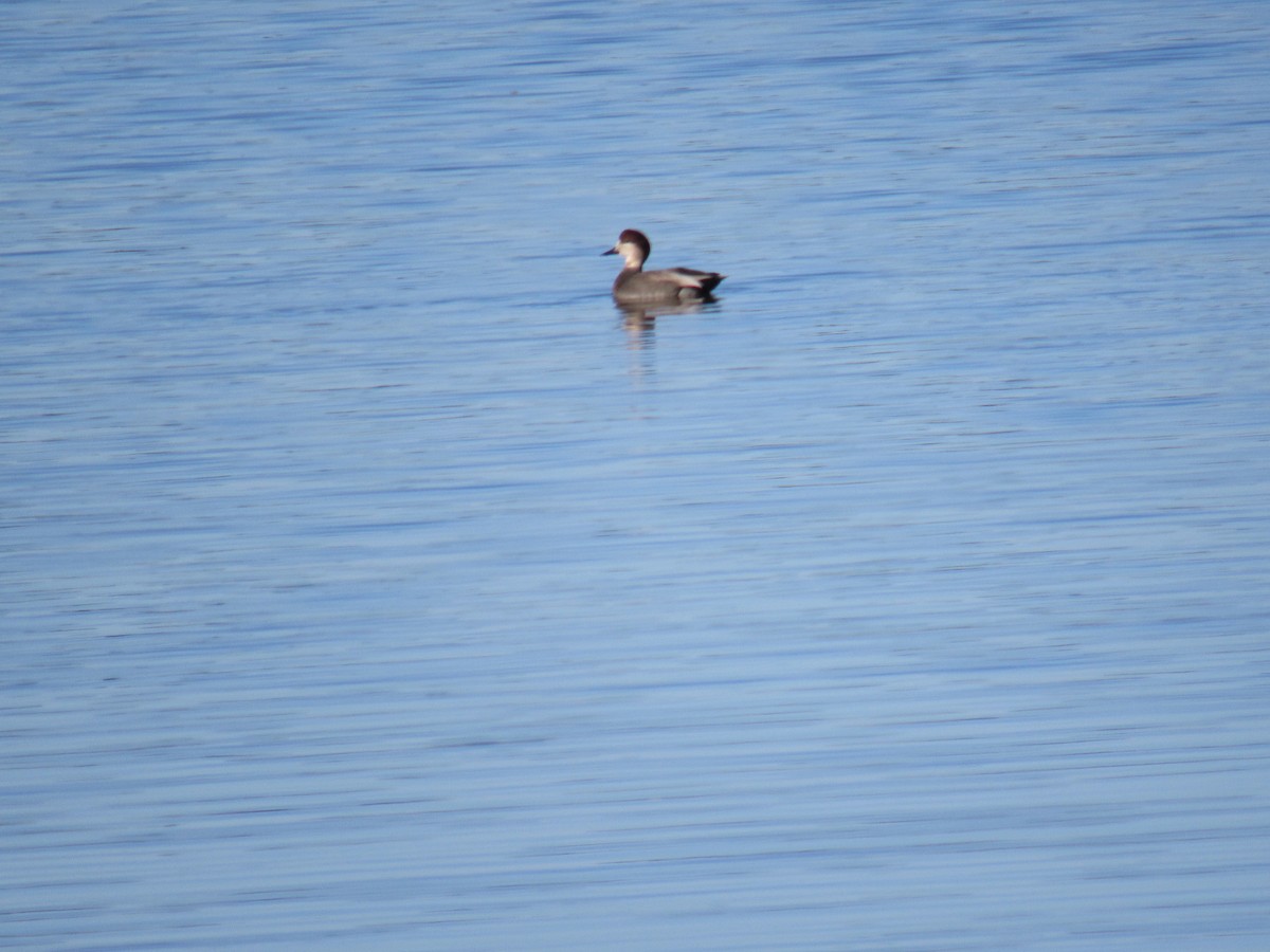 Ánade Friso - ML644364866