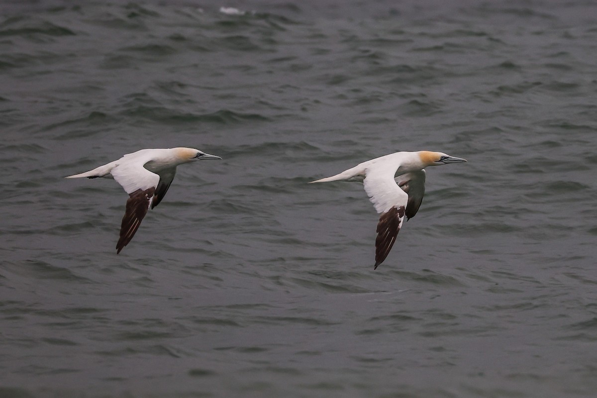 havsule - ML644364874