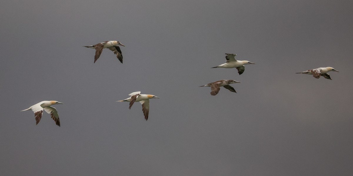 havsule - ML644364875