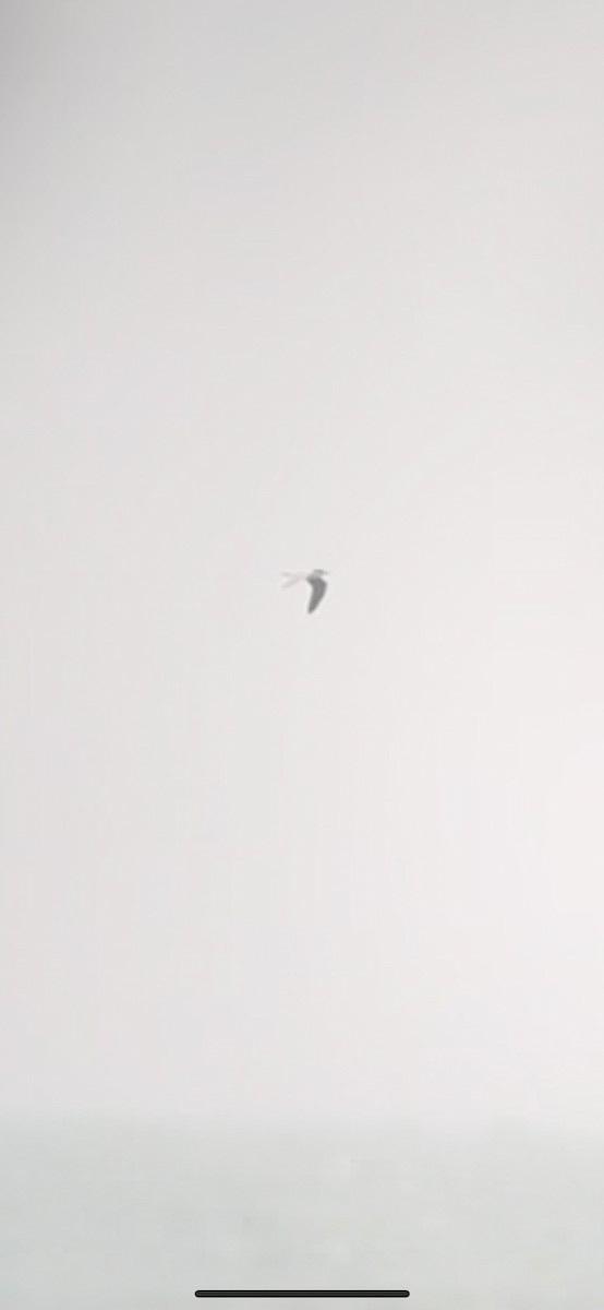 Little Gull - ML644364889