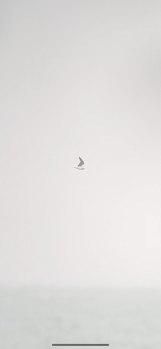 Little Gull - ML644364890