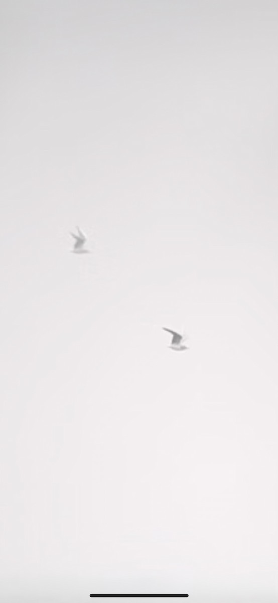 Little Gull - ML644364891