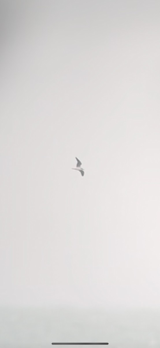 Little Gull - ML644364892