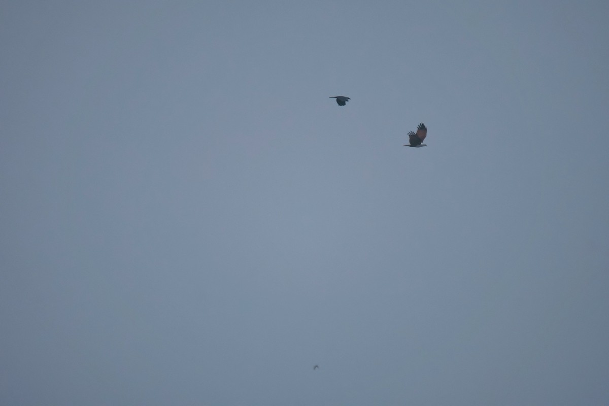 Brahminy Kite - ML644364912